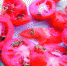 发芽的西红柿。　摄影 石天蛟 - 新浪吉林