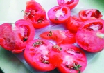发芽的西红柿。　摄影 石天蛟 - 新浪吉林