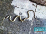 被打死的水律蛇，虽然事后经证实无毒，但也非常吓人。 报料人供图 - 新浪吉林