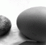 鹌鹑蛋大小的“鸡宝”。 　　摄影 石天蛟 - 新浪吉林