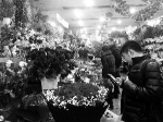 花卉市场人气“爆棚”，各式玫瑰花的价格连日猛涨。 - 新浪吉林