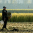 2016年11月6日，江苏淮安袁集乡农民视觉中国在收割水稻。 - 新浪吉林