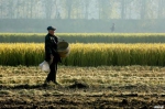 2016年11月6日，江苏淮安袁集乡农民视觉中国在收割水稻。 - 新浪吉林
