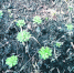 破土而出的小草为春城添了一抹新绿。摄影 何少梅 - 新浪吉林