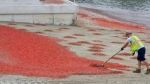图中可不是过节后的鞭炮碎屑，也不是红叶，而是千万小龙虾组成的“入侵大军”。 - News.365Jilin.Com