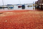 这一幕发生在加州的南海附近，正片沙滩都被密密麻麻麻的小龙虾覆盖。 - News.365Jilin.Com