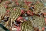 看看海鲜市场的大皮筋，哦不，大螃蟹 - News.365Jilin.Com