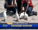 文化广场近百只鸽子死亡 只因游客乱投喂 - 新浪吉林