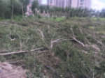 　　砍下来的枝干铺在地面 - 新浪吉林