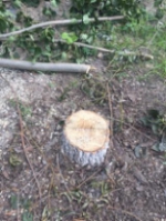 　　树木被砍伐后留下的树桩 - 新浪吉林