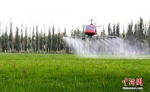 资料图：新疆农民利用高科技产品飞机对农作物开展空中喷洒农药。李江帆 摄 - 新浪吉林