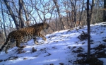 王者归来！27只东北虎和42只东北豹在咱吉林省是这样安家落户的... - 林业厅