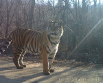 王者归来！27只东北虎和42只东北豹在咱吉林省是这样安家落户的... - 林业厅