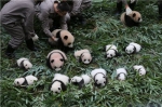 10月13日，中国大熊猫保护研究中心36只2017年新生熊猫宝宝分别在雅安碧峰峡基地、卧龙神树坪基地亮相。在卧龙神树坪基地，工作人员将19只新生熊猫宝宝集合在幼儿园。宝宝们或打盹、或行走，或相互玩耍，可爱的样子萌翻众人。成都商报刘海韵/中国大熊猫保护研究中心 - News.365Jilin.Com