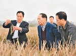 图为10月15日，“杂交水稻之父”袁隆平（左二）在河北硅谷农科院超级杂交水稻百亩示范田查看超级杂交水稻。 郝群英摄（人民视觉） - 新浪吉林