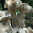 巨型蘑菇现身 - News.365Jilin.Com