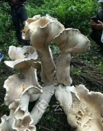 巨型蘑菇现身 - News.365Jilin.Com