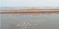 水草丰盛、珍禽飞舞的波罗湖保护区。省林业厅供图 - 新浪吉林