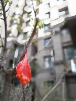 纪尚家楼下的树枝上挂着红色塑料袋，里面装着祭奠逝者的水果和鸡蛋。澎湃新闻记者 朱远祥 图 - 新浪吉林