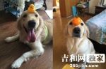 长春女子万元寻爱犬刷爆朋友圈：“可乐，我们等你回家！” - News.365Jilin.Com