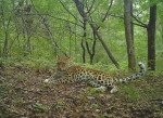 2017年9月份在珲春林区监测到的东北豹影像。 - News.365Jilin.Com