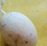 稀奇！汪清农民路边捡到一枚长出“长尾巴”的鸡蛋 - 新浪吉林