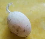 稀奇！汪清农民路边捡到一枚长出“长尾巴”的鸡蛋 - 新浪吉林