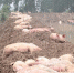 安徽老人目睹养猪场被冲垮痛哭：部分猪被人捞走不还 - 北国之春