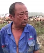 安徽老人目睹养猪场被冲垮痛哭：部分猪被人捞走不还 - 北国之春
