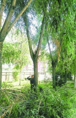 园林工人正在修剪创新花园的挡光大树。 袁迪 摄 - 新浪吉林