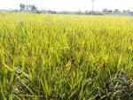 农场内态势良好的新品种水稻 - 新浪吉林