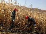 敦化：金色玉米田  红帽来支援 - 农业机械化信息网