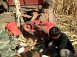 敦化：金色玉米田  红帽来支援 - 农业机械化信息网