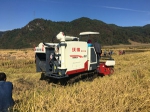 水稻收割2_副本.jpg - 农业机械化信息网
