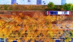 54路有轨电车穿梭在五彩斑斓的秋景中。 张扬 摄 - 新浪吉林