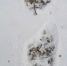 雪地上留下的东北虎足迹。上营森林经营局供图 - 新浪吉林