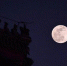 1月21日 景山万春亭飞檐上的脊兽与“超级月亮”。摄影 / 新京报记者 李木易 - 新浪吉林