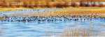 两千多只白头鹤在九台湿地停歇 - 新浪吉林