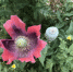 居民何某种植在菜园里的罂粟花。松江公安供图。 - 新浪吉林