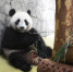 “友谊使者”中国大熊猫入住莫斯科新家 - 林业厅