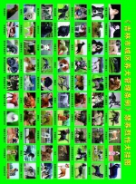 6月起 吉林市城区禁养70种犬！哈士奇在列！ - 新浪吉林