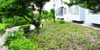 长春市超达家园“小菜园”又变回绿地了 - 新浪吉林
