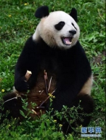 大熊猫“牧云”在进食 - News.365Jilin.Com