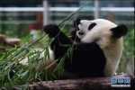 大熊猫“初心”在进食 - News.365Jilin.Com