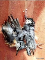为吃野味儿，这个小子猎捕两只“蓝大胆”鸟，被判拘役三个月 - News.365Jilin.Com