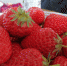 【壮丽70年 奋斗新时代——历程】榆树， 68元一斤草莓背后的致富路 - News.365Jilin.Com