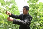 【壮丽70年 奋斗新时代——历程】榆树， 68元一斤草莓背后的致富路 - News.365Jilin.Com