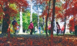 24日，市民在欣赏南湖公园的落叶景观。 贾春文 摄 - 新浪吉林
