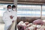 长春双阳厚德猪场无抗基地开展生猪系列无抗养殖试验 （资料图片） - 新浪吉林