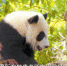 一个大熊猫视频带给方舱患者抗“疫”力量 - 林业厅